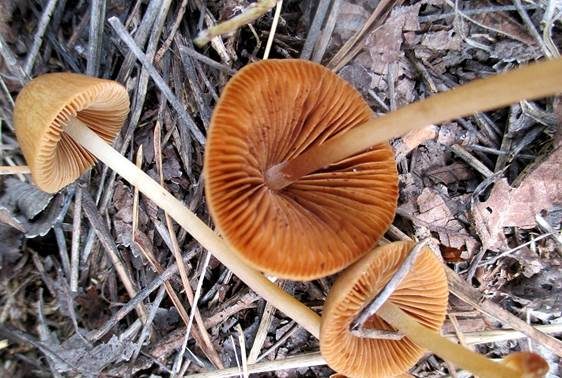 Punktiertsporiges Samthäubchen, Foto 2