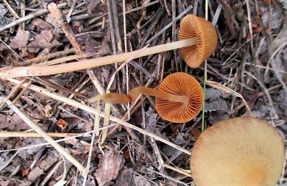 Punktiertsporiges Samthäubchen, Foto 3
