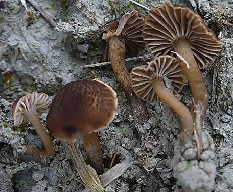 Punktiertstieliger Samtschneckling, Foto 2