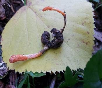 Puppenkernkeule, Foto 3