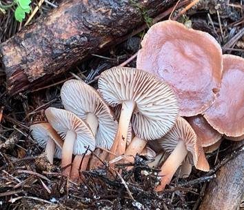 Purpurbrauner Blasssporrübling, Foto 3
