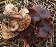 Purpurbrauner Blasssporrübling, Foto 12