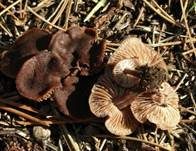 Purpurbrauner Blasssporrübling, Foto 13