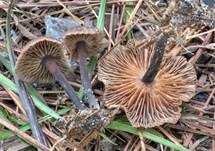 Purpurbrauner Blasssporrübling, Foto 14