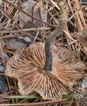 Purpurbrauner Blasssporrübling, Foto 17