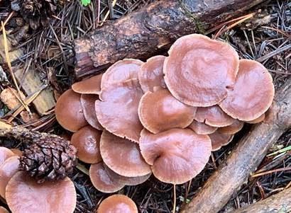 Purpurbrauner Blasssporrübling, Foto 5