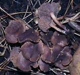 Purpurbrauner Blasssporrübling, Foto 9