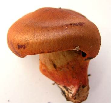Purpurbrauner Hautkopf, Foto 2