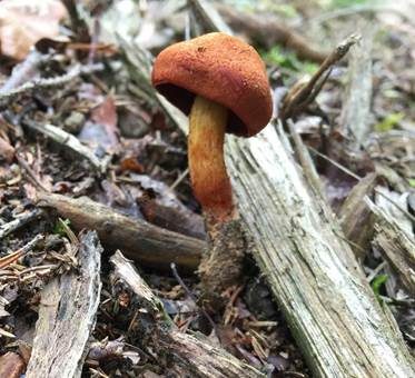 Purpurbrauner Hautkopf, Foto 4