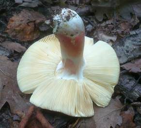 Purpurbrauner Ledertäubling, Foto 3