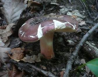 Purpurbrauner Ledertäubling, Foto 5