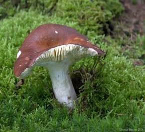 Purpurbrauner Ledertäubling, Foto 6