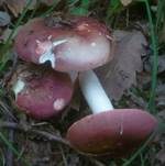 Purpurbrauner Ledertäubling, Foto 7