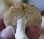 Purpurbrauner Ledertäubling, Foto 10
