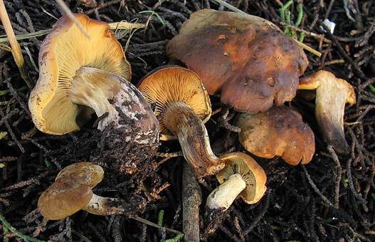 Purpurbrauner Schönkopf, Foto 4