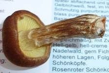 Purpurbrauner Schönkopf, Foto 9