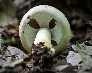 Purpurchampignon, Foto 3