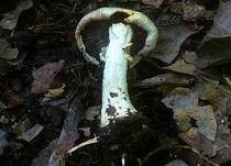Purpurchampignon, Foto 7