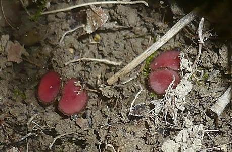 Purpurfarbener Schildborstenpilz, Foto 2