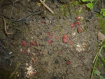 Purpurfarbener Schildborstenpilz, Foto 4