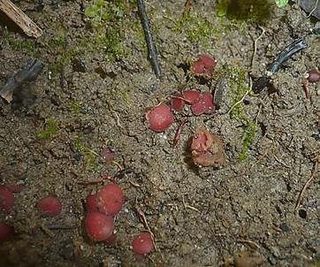 Purpurfarbener Schildborstenpilz, Foto 5