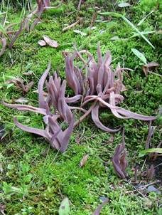 Purpurfarbige Keule, Foto 3