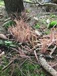 Purpurfarbige Keule, Foto 6