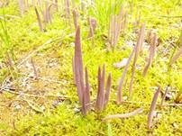 Purpurfarbige Keule, Foto 10