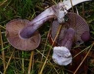 Purpurfleckender Klumpfuß, Foto 13
