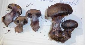 Purpurfleckender Klumpfuß, Foto 15