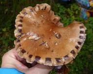 Purpurfleckender Klumpfuß, Foto 18