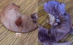 Purpurfleckender Klumpfuß, Foto 19