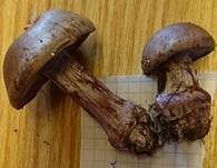 Purpurfleckender Klumpfuß, Foto 20