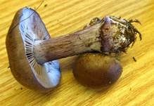 Purpurfleckender Klumpfuß, Foto 21