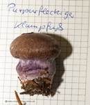 Purpurfleckender Klumpfuß, Foto 24