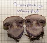 Purpurfleckender Klumpfuß, Foto 25