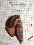 Purpurfleckender Klumpfuß, Foto 26