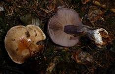 Purpurfleckender Klumpfuß, Foto 6