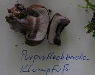 Purpurfleckender Klumpfuß, Foto 7