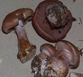 Purpurfleckender Klumpfuß, Foto 8