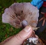 Purpurfleckender Klumpfuß, Foto 10