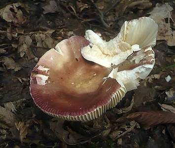 Purpurfleckiger Täubling, Foto 3