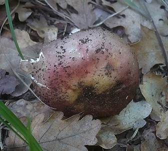 Purpurfleckiger Täubling, Foto 4