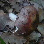 Purpurfleckiger Täubling, Foto 7