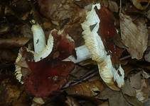 Purpurfleckiger Täubling, Foto 8