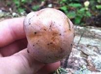 Purpurfüßiger Schleimkopf, Foto 6