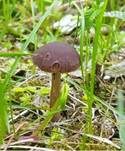 Purpurnbrauner Faserling, Foto 12