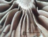 Purpurnbrauner Faserling, Foto 17