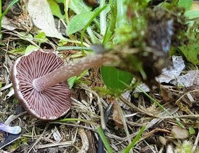 Purpurnbrauner Faserling, Foto 5