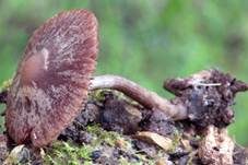 Purpurnbrauner Faserling, Foto 6